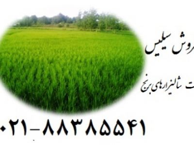 فروش سیلیس  مورد استفاده در شالیزارهای برنج